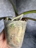 Phal. Sogo Red Star (peloric - 2 eyes) 2.5'' УЦЕНКА (термическое повреждение верхнего листика)