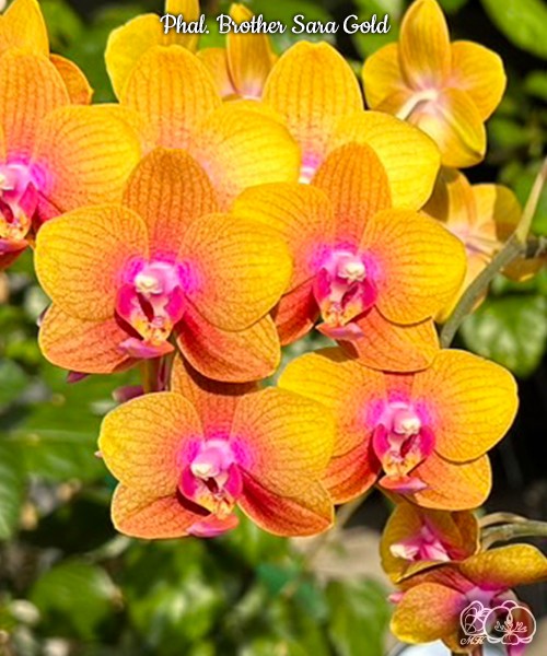 Phal. Brother Sara Gold 2.5"