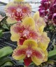 Phal. Fangmei A Hot (peloric) 2.5'' УЦЕНКА (мех.пов. листиков)