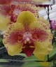 Phal. Fangmei A Hot (peloric) 2.5'' УЦЕНКА (мех.пов. листиков)
