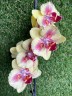 Phal. Fangmei A Hot (peloric) 2.5'' УЦЕНКА (мех.пов. листиков)