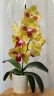 Phal. Fangmei A Hot (peloric) 2.5'' УЦЕНКА (мех.пов. листиков)