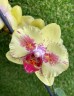 Phal. Fangmei A Hot (peloric) 2.5'' УЦЕНКА (мех.пов. листиков)