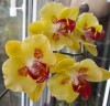 Phal. Fangmei A Hot (peloric) 2.5'' УЦЕНКА (мех.пов. листиков)