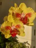 Phal. Fangmei A Hot (peloric) 2.5'' УЦЕНКА (мех.пов. листиков)