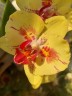 Phal. Fangmei A Hot (peloric) 2.5'' УЦЕНКА (мех.пов. листиков)
