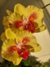 Phal. Fangmei A Hot (peloric) 2.5'' УЦЕНКА (мех.пов. листиков)