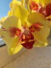 Phal. Fangmei A Hot (peloric) 2.5'' УЦЕНКА (мех.пов. листиков)