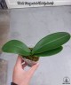 Phal. Fangmei A Hot (peloric) 2.5'' УЦЕНКА (мех.пов. листиков)