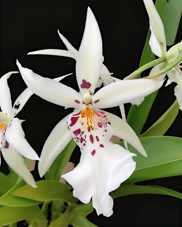 Dgmra. Winter Wonderland 'White Fairy' 2.5"