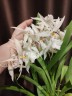 Dgmra. Winter Wonderland 'White Fairy' 2.5"