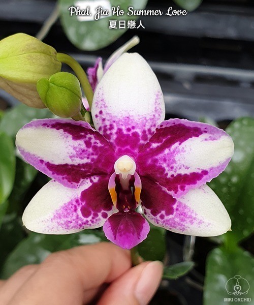 Phal. Jia Ho Summer Love 2.5'' УЦЕНКА (мех. повр. листиков)