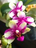 Phal. Jia Ho Summer Love 2.5'' УЦЕНКА (мех. повр. листиков)