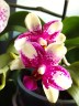 Phal. Jia Ho Summer Love 2.5'' УЦЕНКА (мех. повр. листиков)