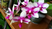 Phal. Jia Ho Summer Love 2.5'' УЦЕНКА (мех. повр. листиков)