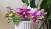 Phal. Jia Ho Summer Love 2.5'' УЦЕНКА (мех. повр. листиков)