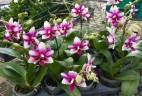 Phal. Jia Ho Summer Love 2.5'' УЦЕНКА (мех. повр. листиков)