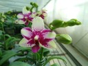 Phal. Jia Ho Summer Love 2.5'' УЦЕНКА (мех. повр. листиков)