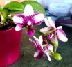 Phal. Jia Ho Summer Love 2.5'' УЦЕНКА (мех. повр. листиков)