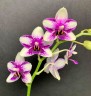 Phal. Jia Ho Summer Love 2.5'' УЦЕНКА (мех. повр. листиков)