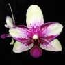 Phal. Jia Ho Summer Love 2.5'' УЦЕНКА (мех. повр. листиков)
