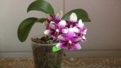 Phal. Jia Ho Summer Love 2.5'' УЦЕНКА (мех. повр. листиков)