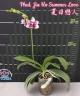 Phal. Jia Ho Summer Love 2.5'' УЦЕНКА (мех. повр. листиков)