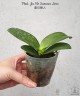 Phal. Jia Ho Summer Love 2.5'' УЦЕНКА (мех. повр. листиков)