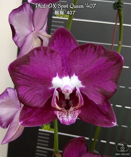 Phal. OX Spot Queen '407' 2.5" УЦЕНКА (мех пов лист)