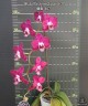 Phal. OX Spot Queen '407' 2.5" УЦЕНКА (мех пов лист)