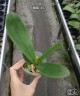 Phal. OX Spot Queen '407' 2.5" УЦЕНКА (мех пов лист)