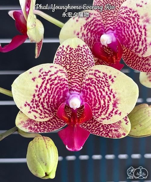 Phal. Younghome Evening Kiss 2.5'' УЦЕНКА (мех. повр. лист.)