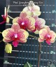 Phal. Younghome Evening Kiss 2.5'' УЦЕНКА (мех. повр. лист.)