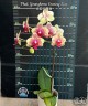 Phal. Younghome Evening Kiss 2.5'' УЦЕНКА (мех. повр. лист.)