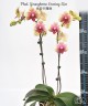 Phal. Younghome Evening Kiss 2.5'' УЦЕНКА (мех. повр. лист.)