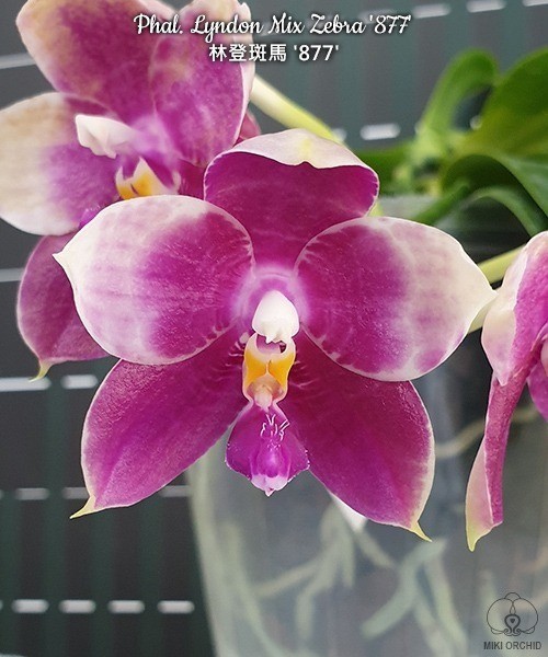 Phal. Lyndon Mix Zebra '877' 2.5"