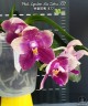 Phal. Lyndon Mix Zebra '877' 2.5"
