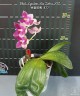 Phal. Lyndon Mix Zebra '877' 2.5"
