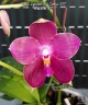 Phal. Lyndon Mix Zebra '877' 2.5"