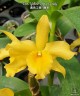 Den. Yellow Song 'Candy' 2.5"