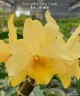 Den. Yellow Song 'Candy' 2.5"
