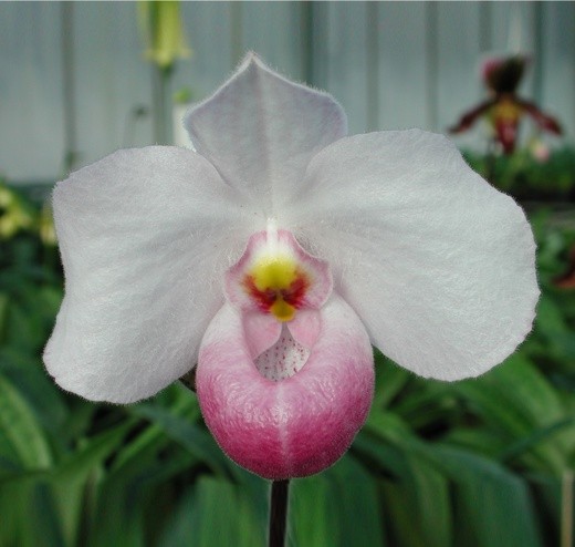 Paph. delenatii × sib 2.5''