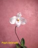 Paph. delenatii × sib 2.5''