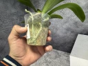 Phal. OX Luna Rosa '3066' 2.5''