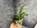 Phal. OX Luna Rosa '3066' 2.5''