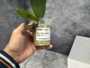 Phal. OX Luna Rosa '3066' 2.5''