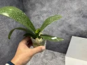 Phal. OX Luna Rosa '3066' 2.5''