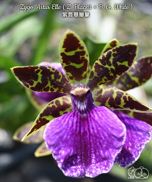 Zygo. Artur Elle ( Z. Blackii × B. G. White ) 2.5"