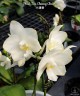 Phal. Tzu Chiang Chrisna 2.5" УЦЕНКА (мех. повр. листиков)