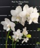 Phal. Tzu Chiang Chrisna 2.5" УЦЕНКА (мех. повр. листиков)